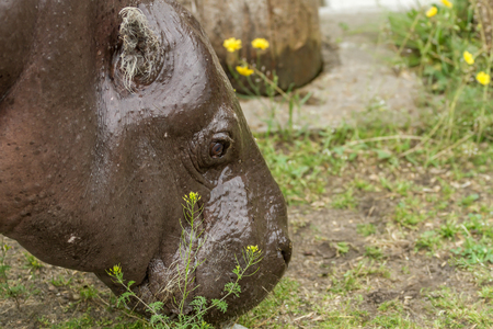 Big hippopotamusの写真素材