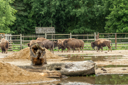 many bisonの写真素材