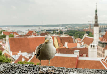 Bird over the old city rooftopsの写真素材