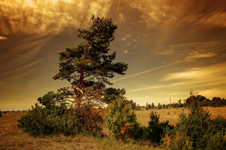 The tree in the meadowの写真素材