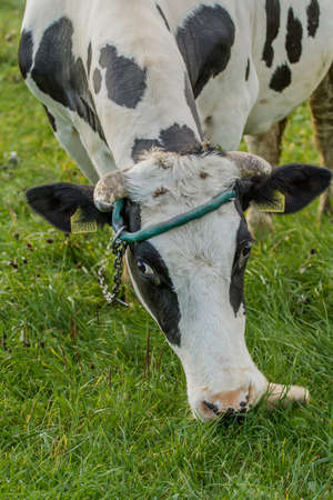 Cow and grassの写真素材