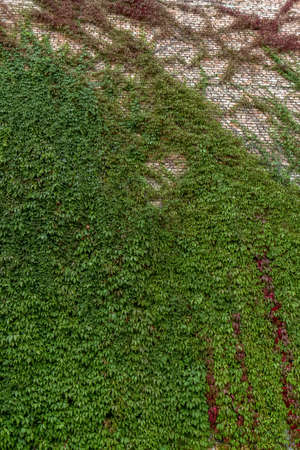 The vine climbingの写真素材