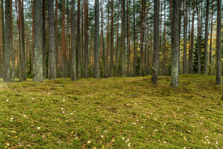 moss in forest