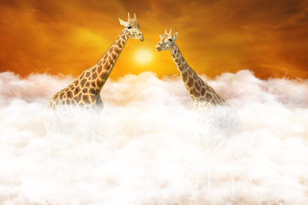 Rendezvous of two giraffes above the cloudsの写真素材