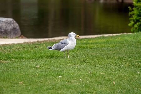 Gull on grassの写真素材