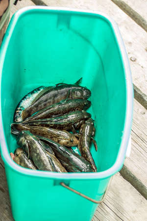 Bucket with fishの写真素材