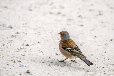 Birds looking