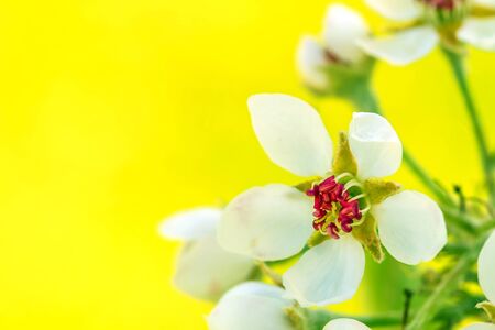 Pear blooms in yellowの写真素材
