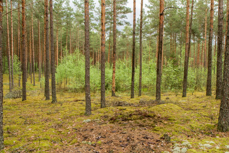 Trees in forest