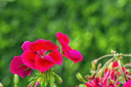 Geranium photographed in nature planted in the yardの写真素材