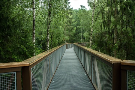 The metal walkway above the forestの写真素材