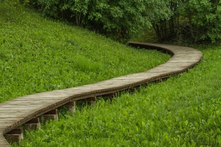 Winding trail in the woodsの写真素材