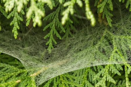 Fine cobweb between the bushes