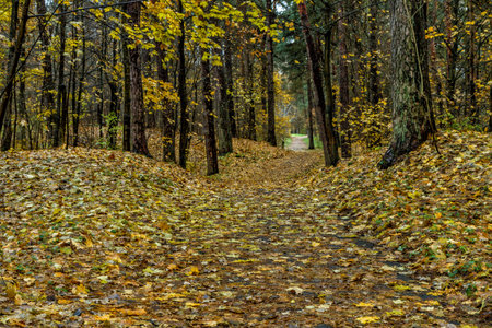 Forest In Autumn