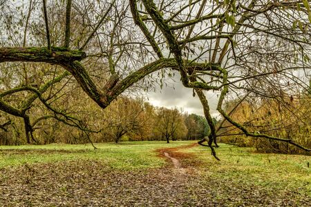 Old treeの写真素材