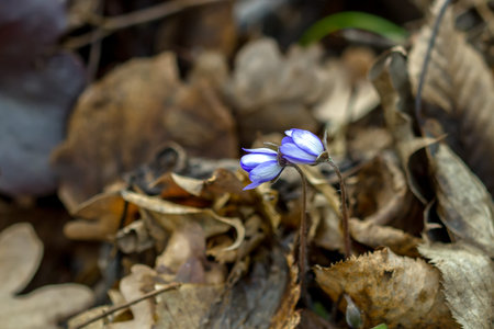 Violet in forestの写真素材