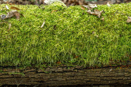 Moss and leaves on treeの写真素材