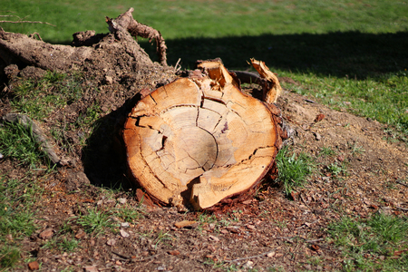 Tree stamp cut wood wide shotの写真素材