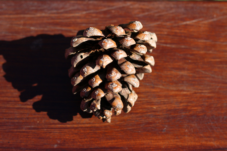 Pinecone with wooden backgroundの写真素材