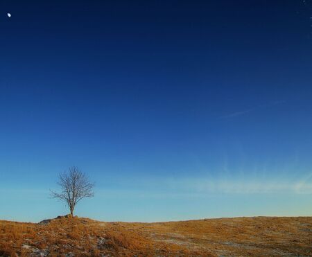 lonely tree with moonの写真素材