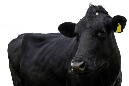 holstein cowの写真素材