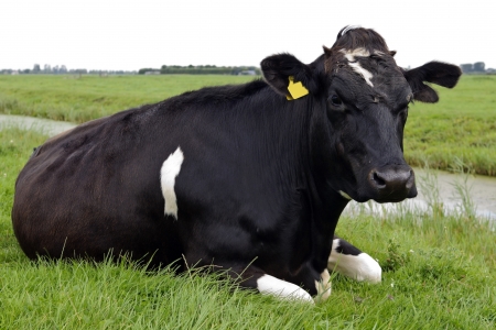 holstein cowの写真素材