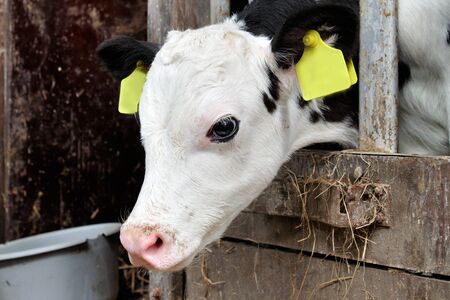 holstein calfの写真素材