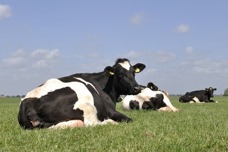 cattle of cowsの写真素材