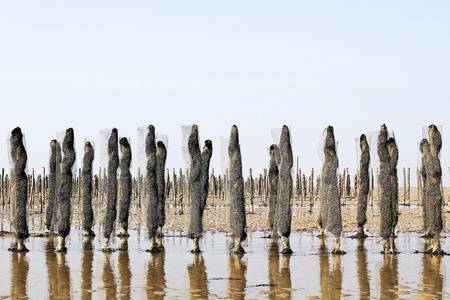 Mussel farm in Normandy France の写真素材