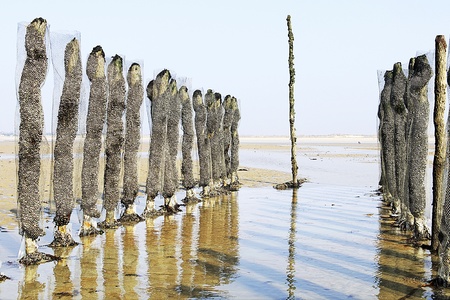Mussel farm in Normandy France の写真素材