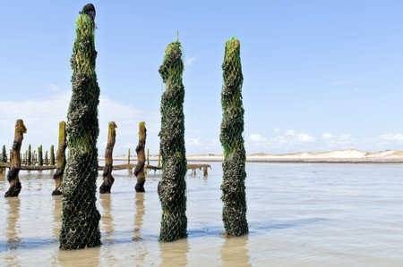 Mussel farm in Normandy France 