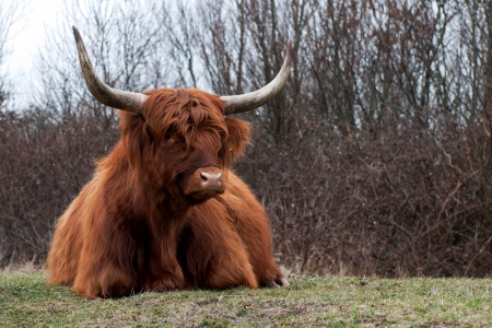 highland cow の写真素材