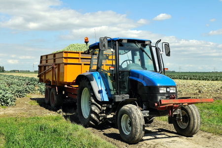 tractor and trailer loaded with brussels sprouts on harvest day 