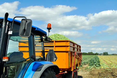 tractor and trailer loaded with brussels sprouts on harvest day の写真素材