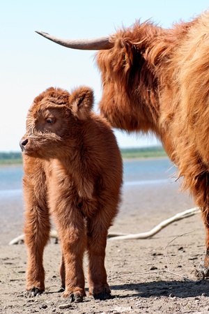 cow with calf の写真素材