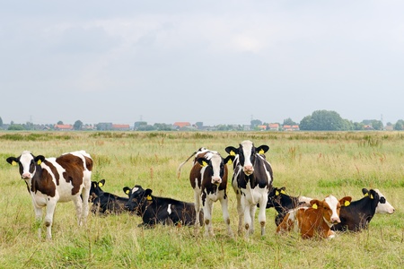 young cows in pastureの写真素材