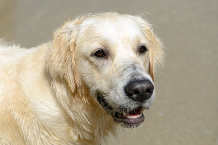 head of a golden retriever outdoors 