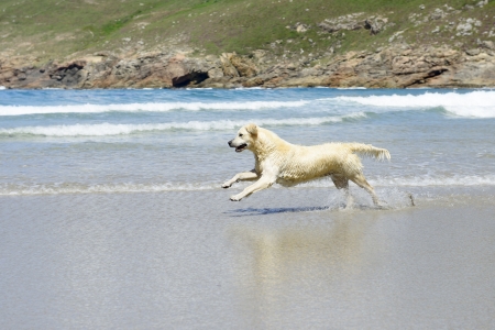 happy dog running on the beachの写真素材