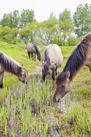 horses and calf in beautiful nature landscapeの写真素材