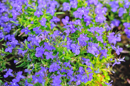 Viola flower fieldの写真素材