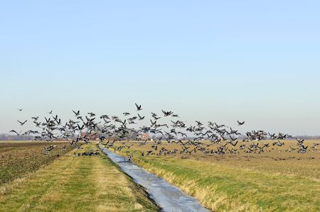 geese flying up from winter farmlandの写真素材