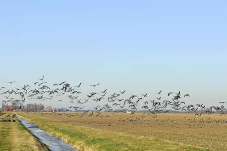 geese flying up from winter farmlandの写真素材
