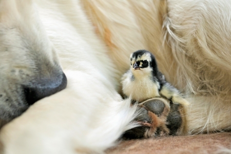 dog with her best friend in the garden の写真素材