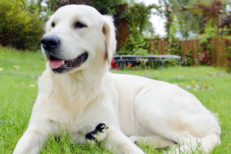 dog with her best friend in the garden 