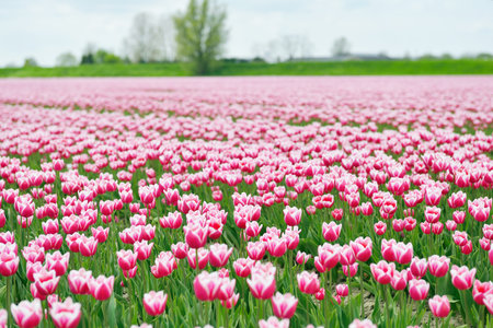 tulip field on agricultural farmlandの写真素材