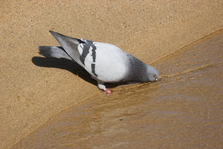 Dove drinking water background.の写真素材