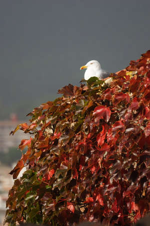 Seagull between red leaves background.の写真素材
