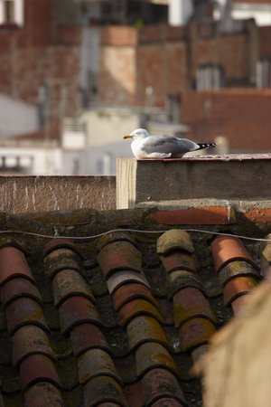 Seagull resting at the roof top.の写真素材
