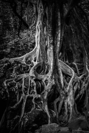 Exposed tree rootsの写真素材