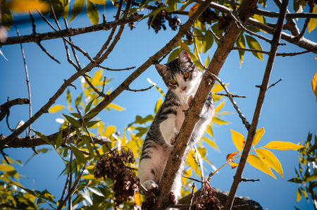 Cat on a tree. Climbing cat